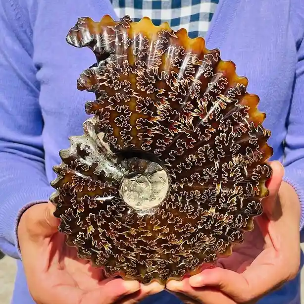 a person in a blue sweater holds a large, polished ammonite fossil with a spiral shape and intricate, leaf-like patterns in…
