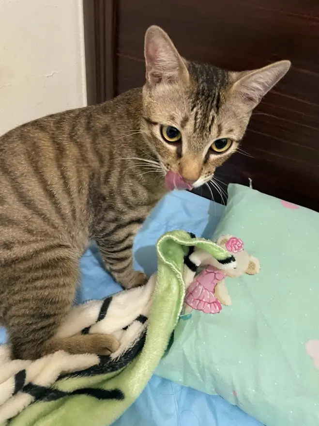 A tabby cat with wide eyes is licking a small stuffed toy that's partially covered by a green and white blanket on a bed…