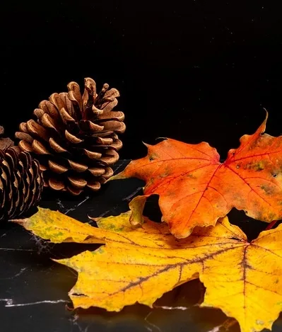 A still life photograph shows two brown pinecones and several vibrant orange and yellow autumn leaves resting on a dark…