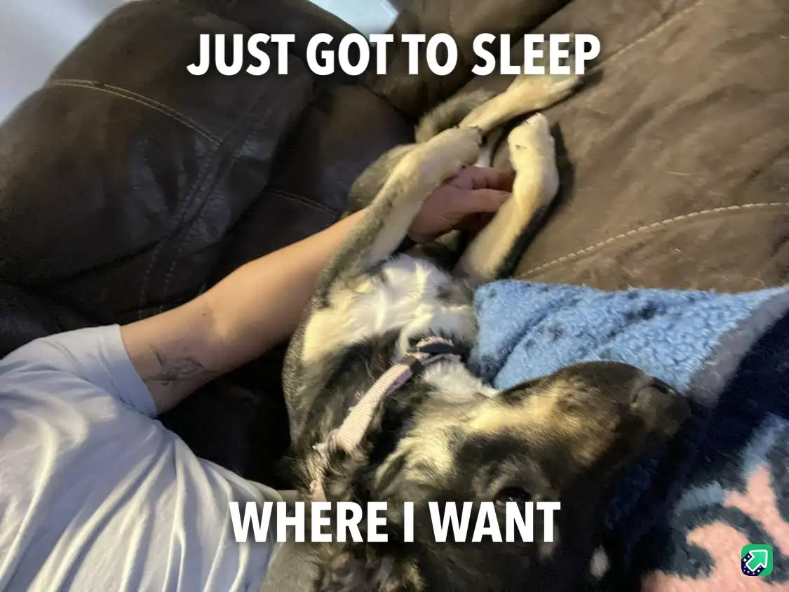 A person is lying on a brown couch, cuddling a black and tan dog that is sleeping on its back with paws up. The person's arm…