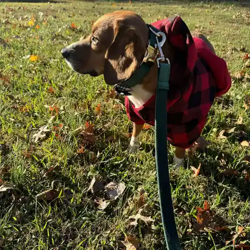 A brown dog with floppy ears stands in a grassy field scattered with autumn leaves, wearing a red and black plaid coat and a…