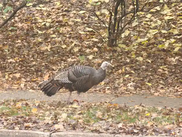 A turkey, just hanging out.