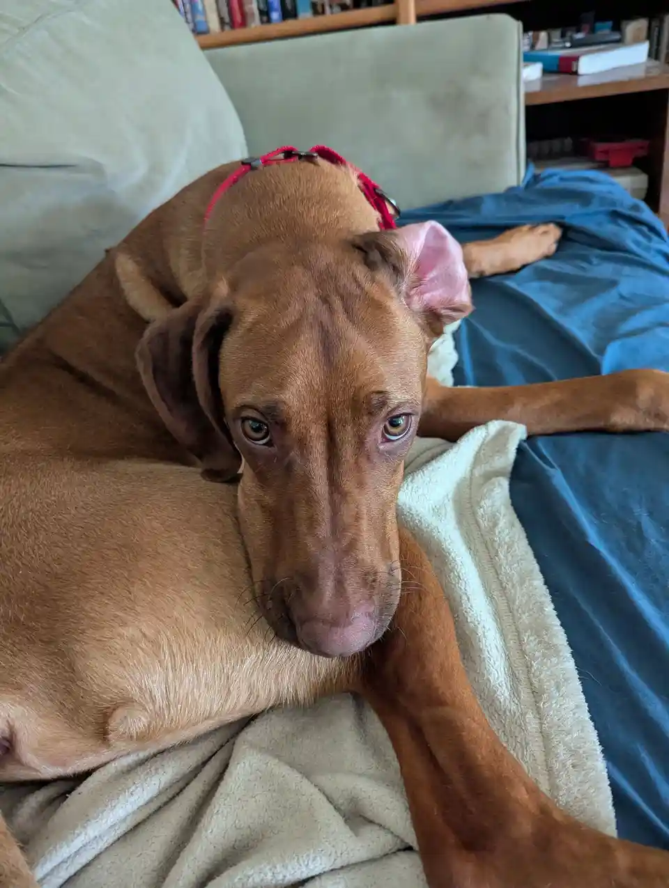 A brown dog with a red collar lies on a bed covered with blue sheets and a beige blanket, looking directly at the camera…
