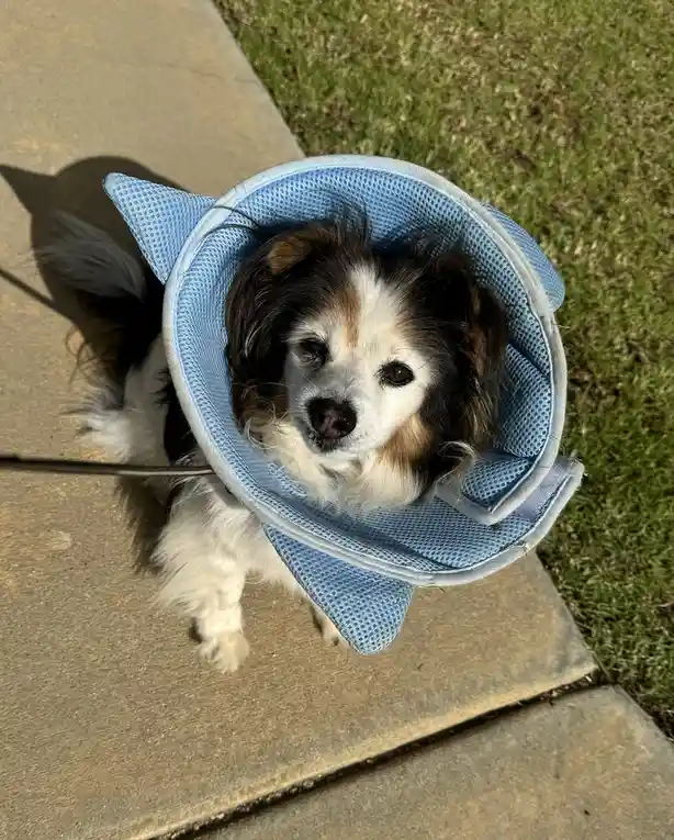 Daily Dose of My Adorable Dog Panko