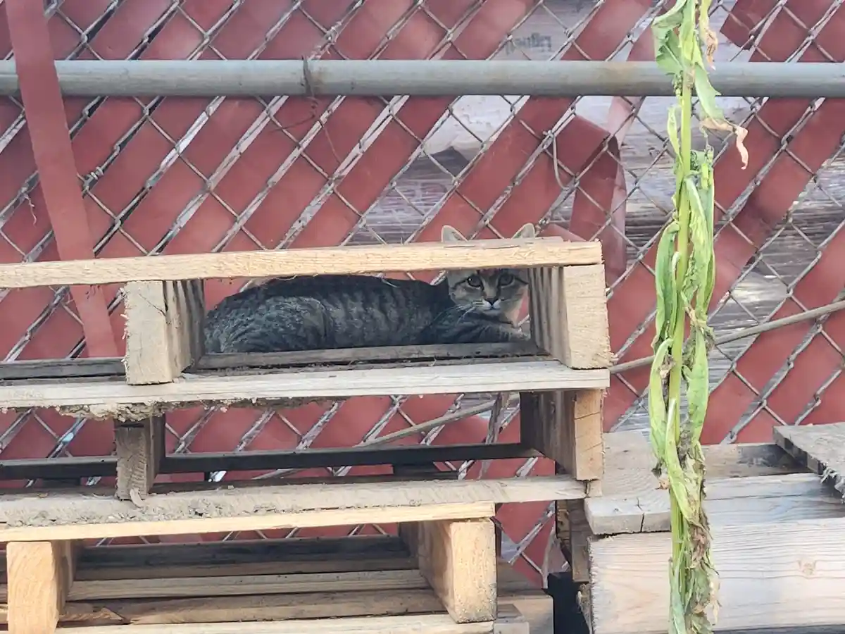 A tabby cat with green eyes is curled up and looking directly at the camera from inside a small wooden crate made from…