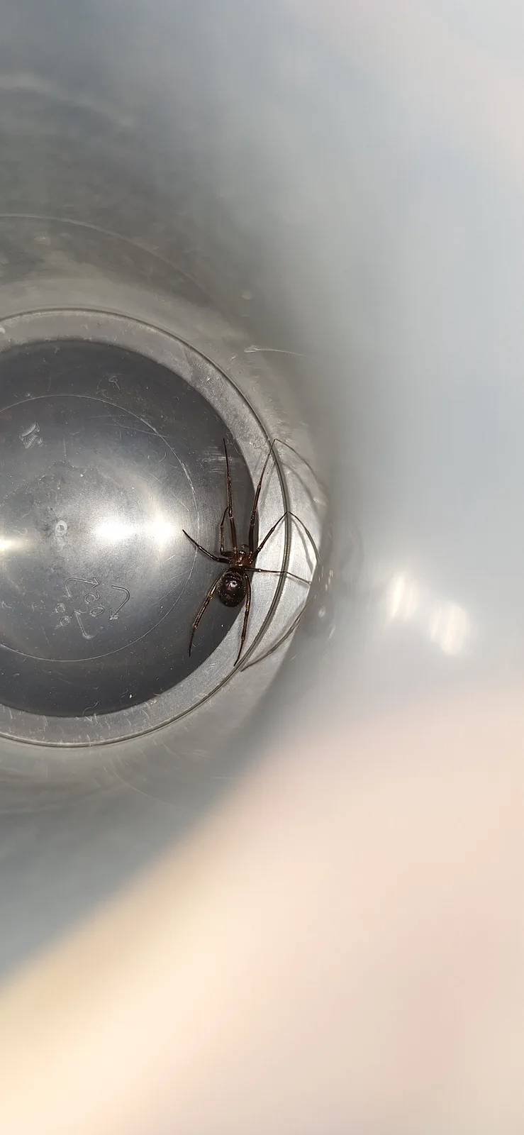 Is This a Steatoda Spider?