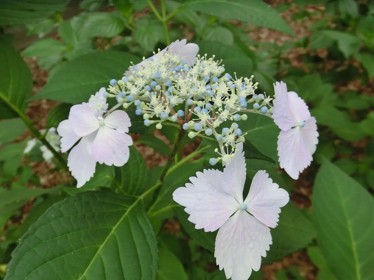 A close-up photo of a light purple hydrangea flower with green leaves in the background. A small black insect, likely a…