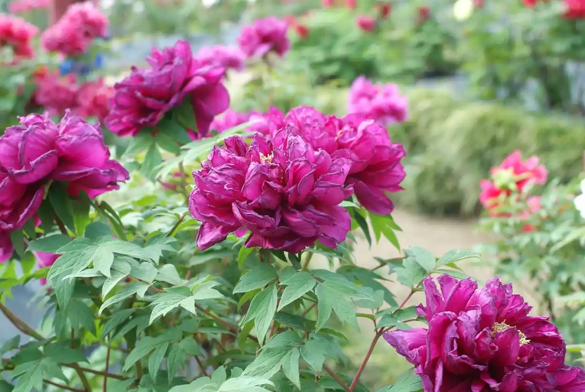 A close-up photograph of vibrant magenta peonies with lush green leaves, set in a garden. The image has text overlaid that…