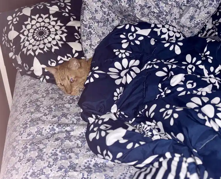 A ginger cat peeks out from under a navy blue and white floral comforter on a bed with matching patterned sheets, looking…