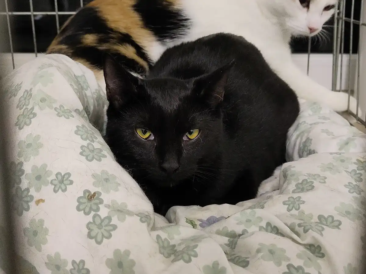 Celebrating My Cake Day with a Special Cat Reveal!