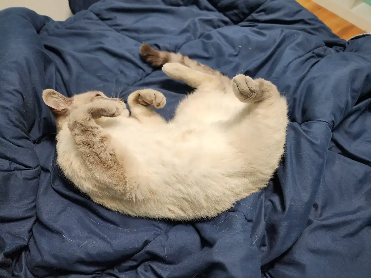GO TEAM PINECONE! Plus, here are some adorable cat pictures!