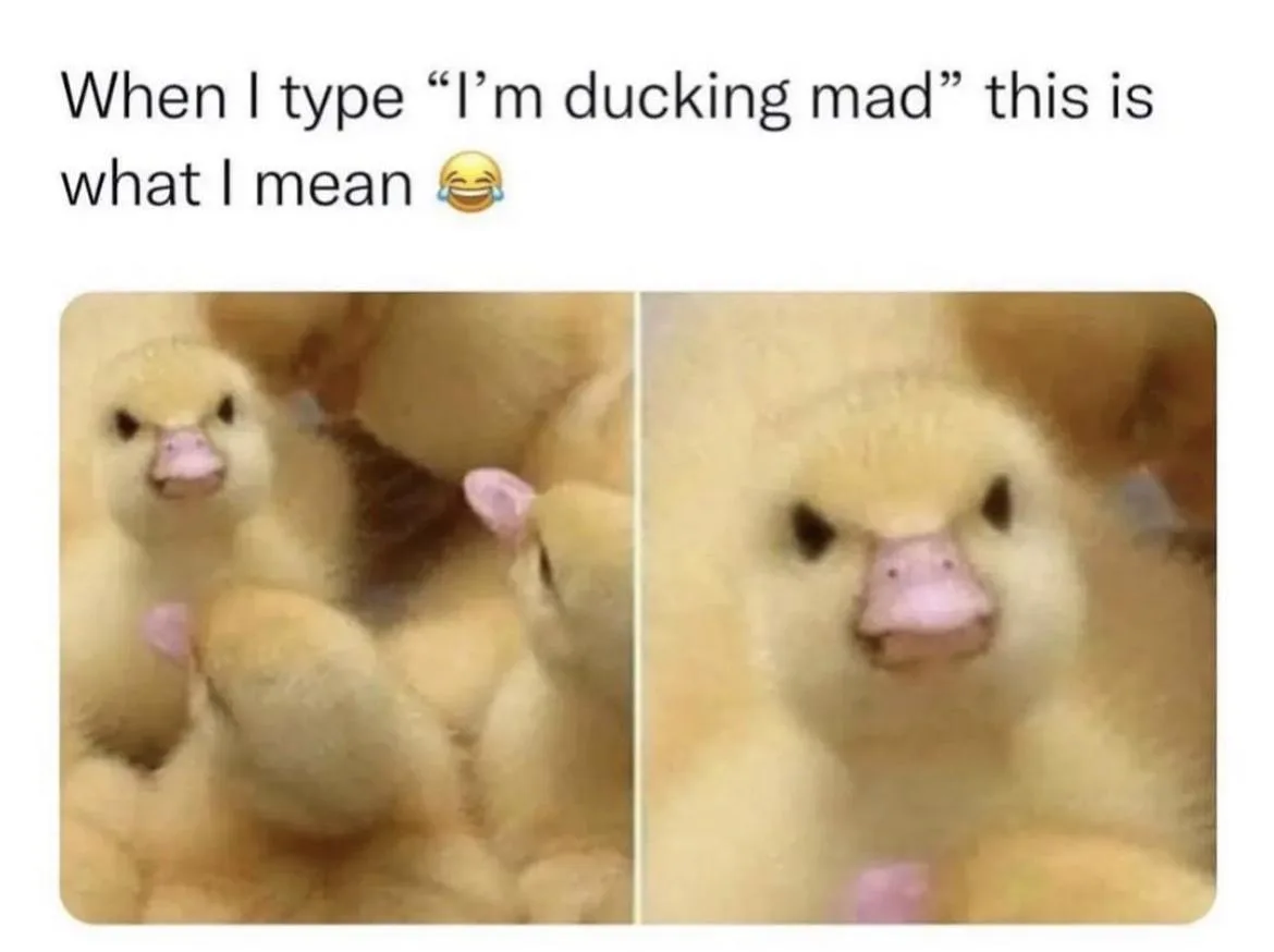 The image shows two side-by-side photos of a small, fluffy yellow duckling with a very angry expression, featuring narrowed…