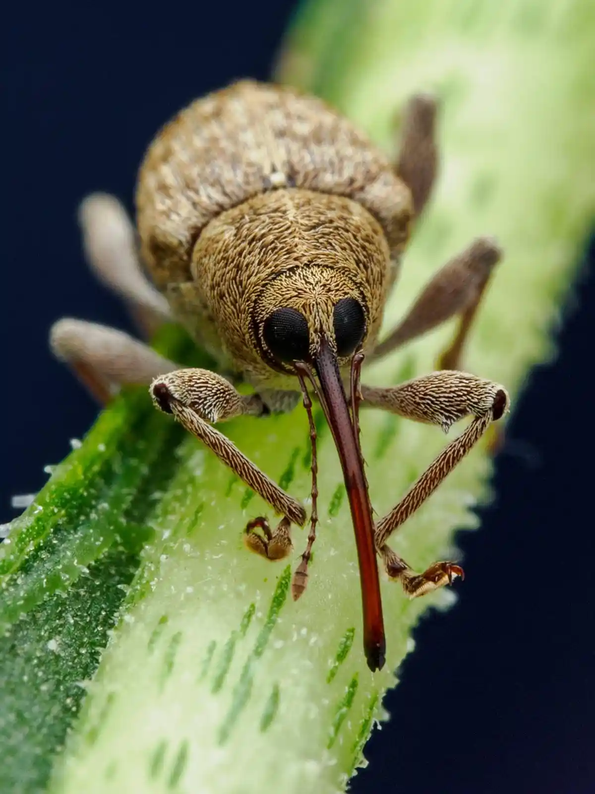 A macro photograph shows a brown weevil with a long snout perched on a green leaf, its textured body and legs in sharp focus…