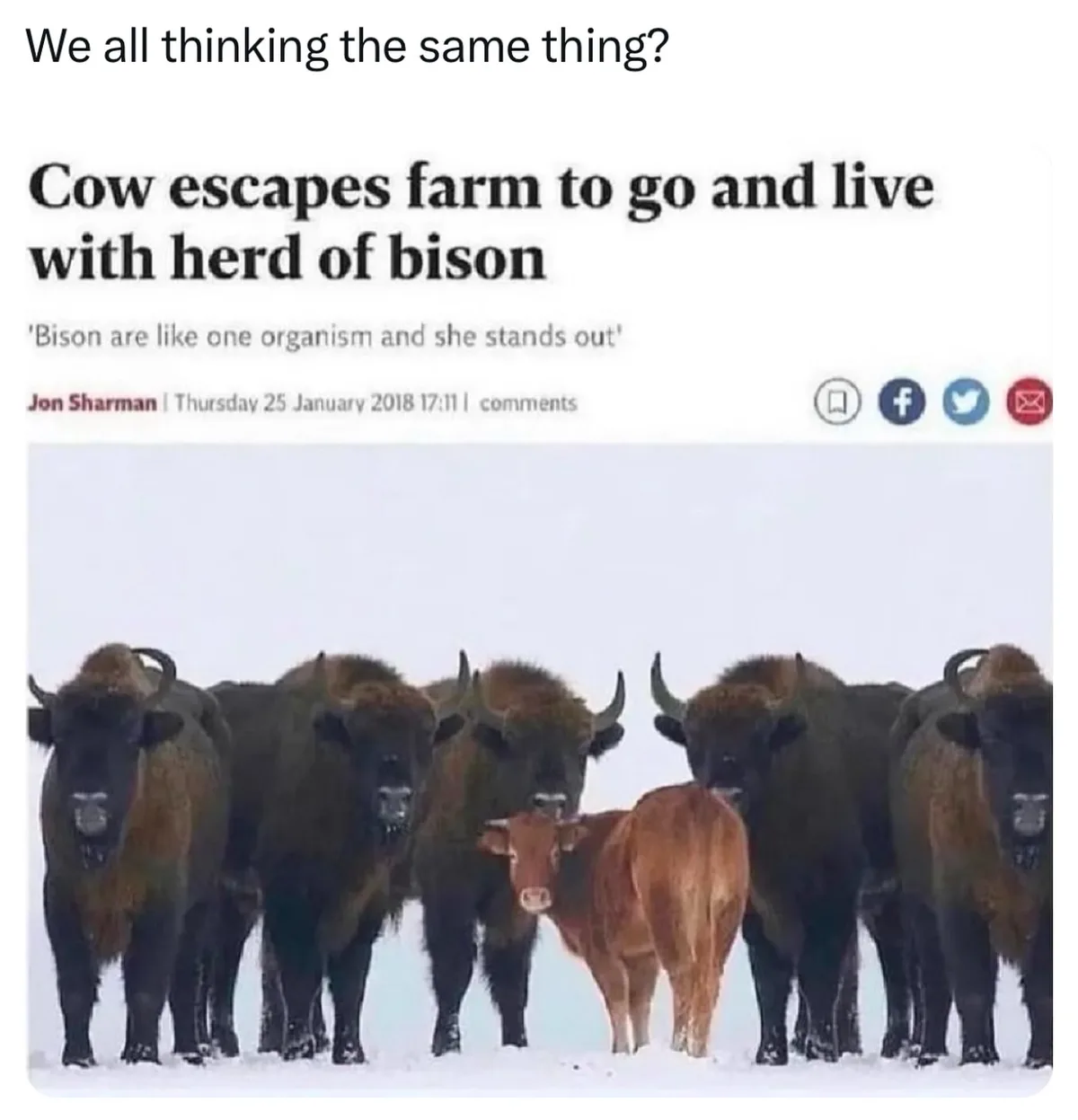 A news article screenshot shows a brown cow standing among a group of dark brown bison in a snowy field. The headline reads…