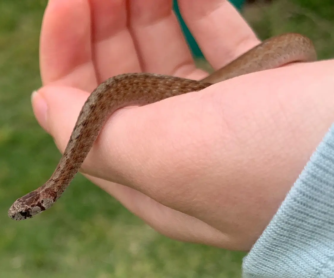 a small brown snake with a patterned head is coiled gently in a person's open palm, against a blurred green grass…