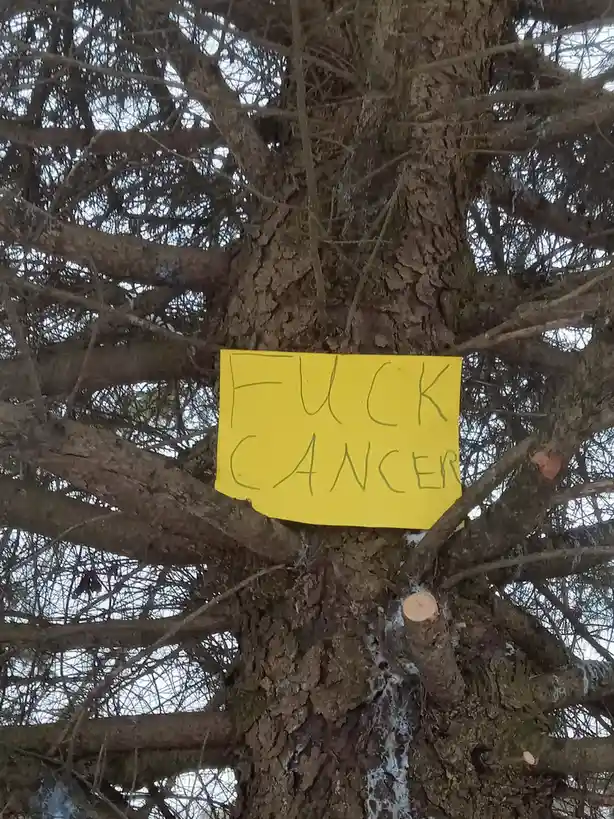A yellow handwritten sign with the text 'FUCK CANCER' is taped to the trunk of a large, leafless tree with rough bark and…