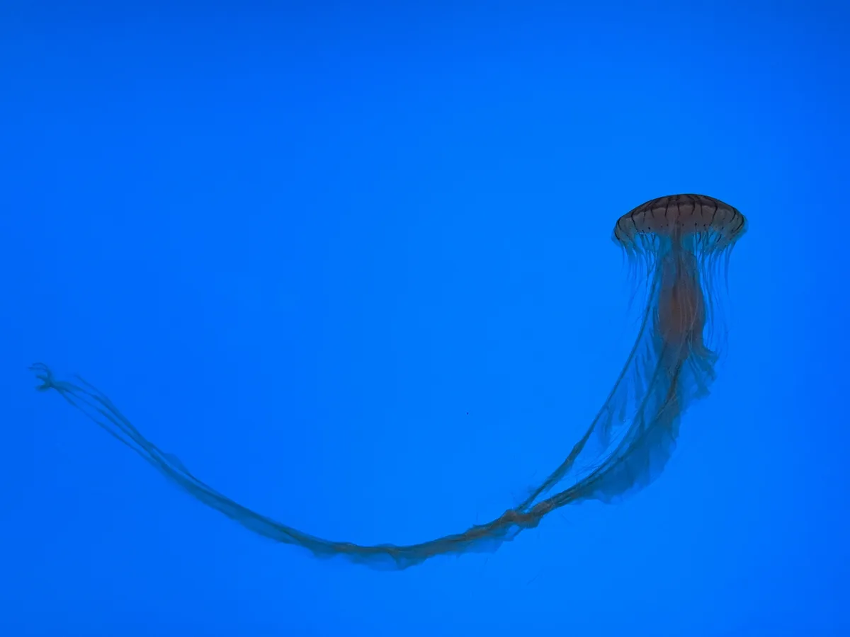 Dreaming of Being a Jellyfish: A Wishful Thought