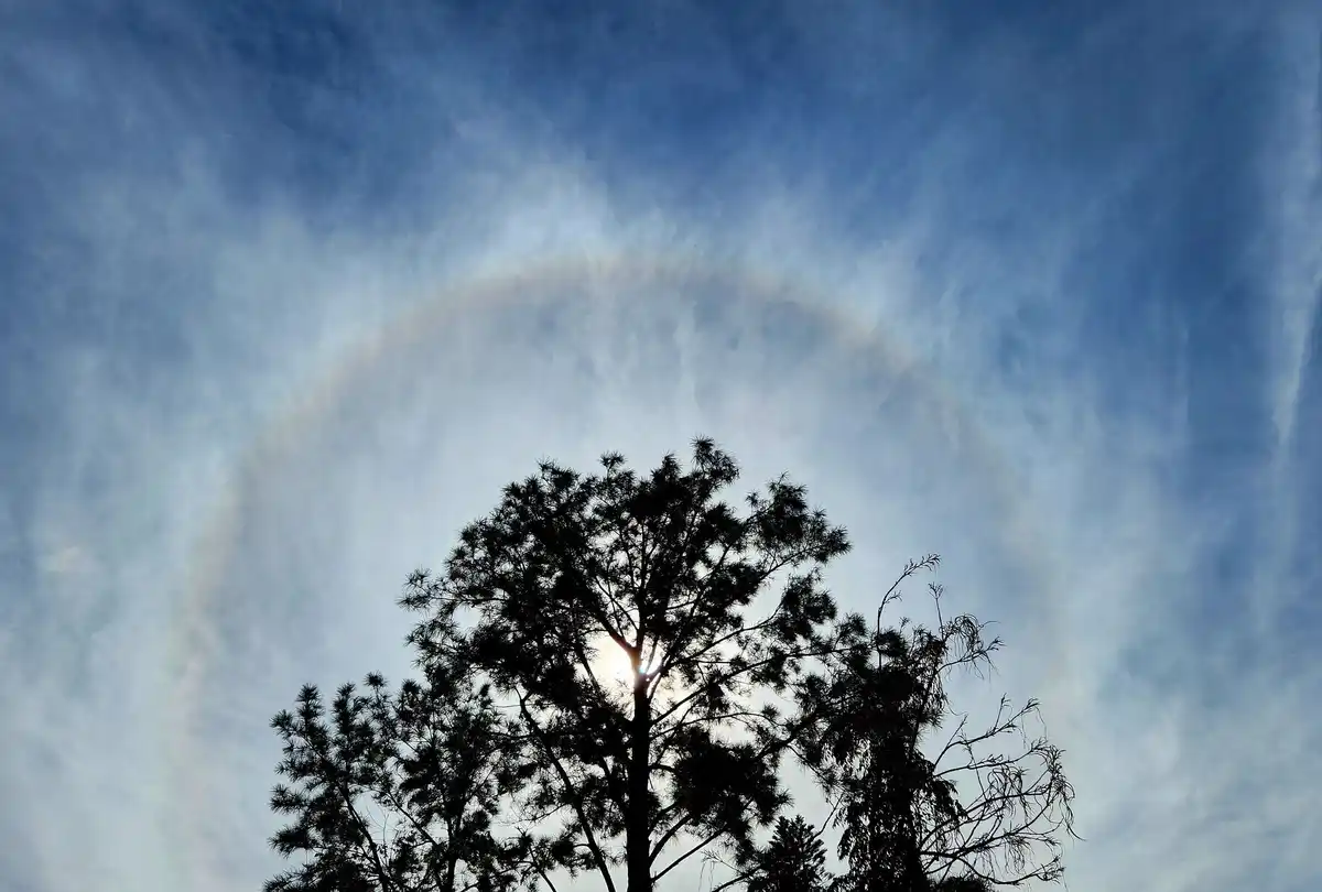 A photograph shows the silhouette of pine trees against a blue sky with wispy clouds, where a faint, pale rainbow arcs…