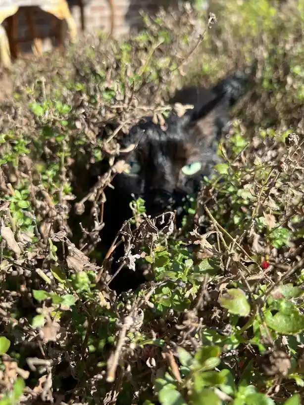 A black cat with striking green eyes peeks out from behind dense, sunlit green and brown foliage, appearing to watch…