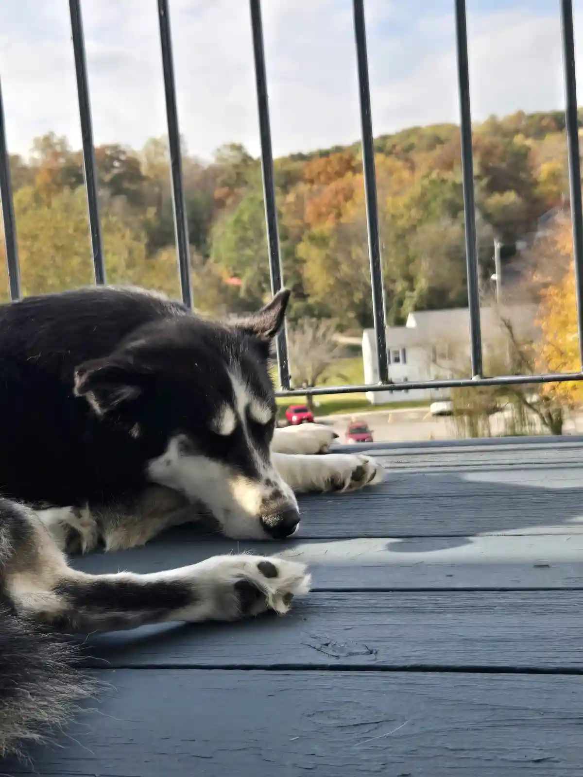 Nar Relaxing on the Deck: A Perfect Chill Spot