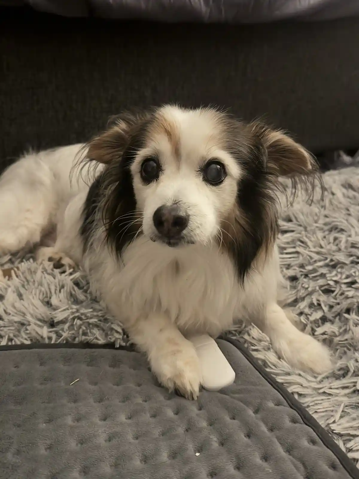 Daily Dose of My Adorable Dog Panko