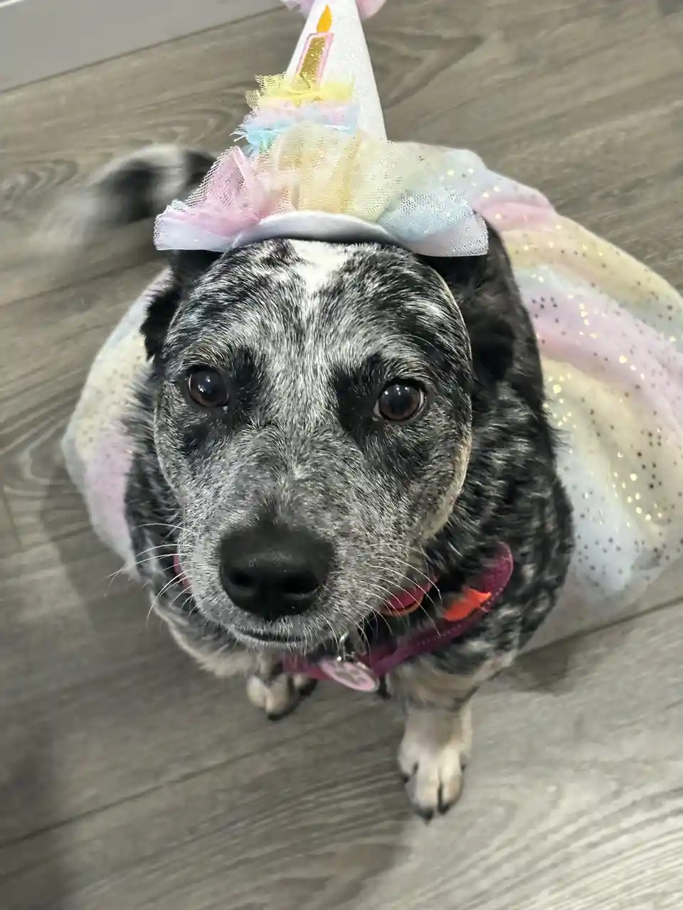 Evie Wishes You a Spooktacular Halloween