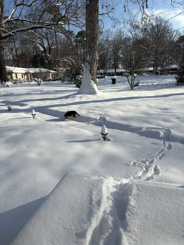 A beagle dog is seen in a snowy residential yard, sniffing at the ground while leaving paw prints in the deep snow. Several…