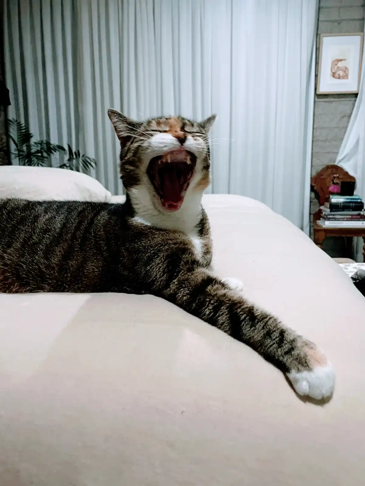 A tabby cat with white paws and chest is lying on a bed, yawning widely with its mouth open, showing its teeth and tongue…