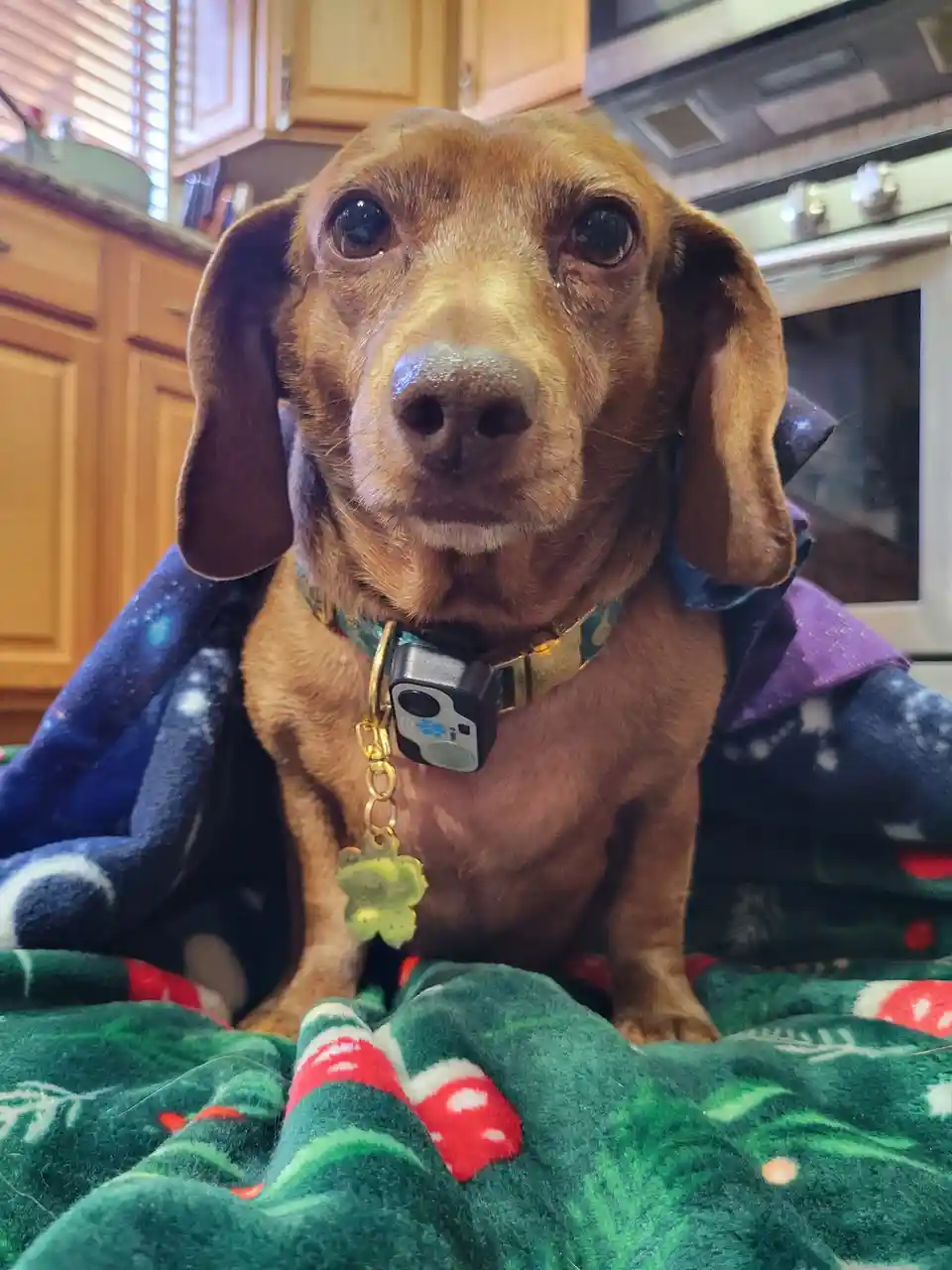 A brown dachshund with large, expressive eyes sits on a green blanket with red and white patterns, draped in a dark blue…