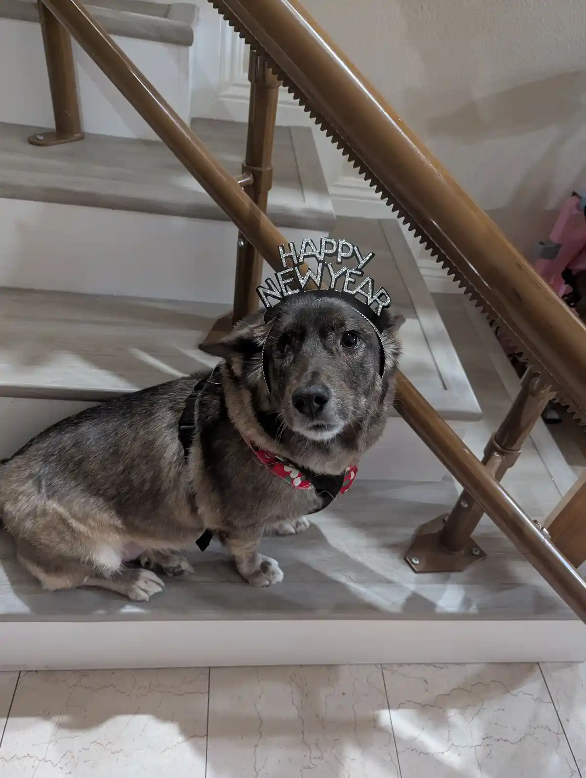 A small, fluffy dog with gray and white fur sits on a light-colored wooden staircase, looking directly at the camera with a…