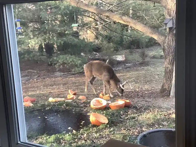 A male deer with antlers is seen through a window, eating from a pile of cut-open pumpkins on the ground in a yard. The…