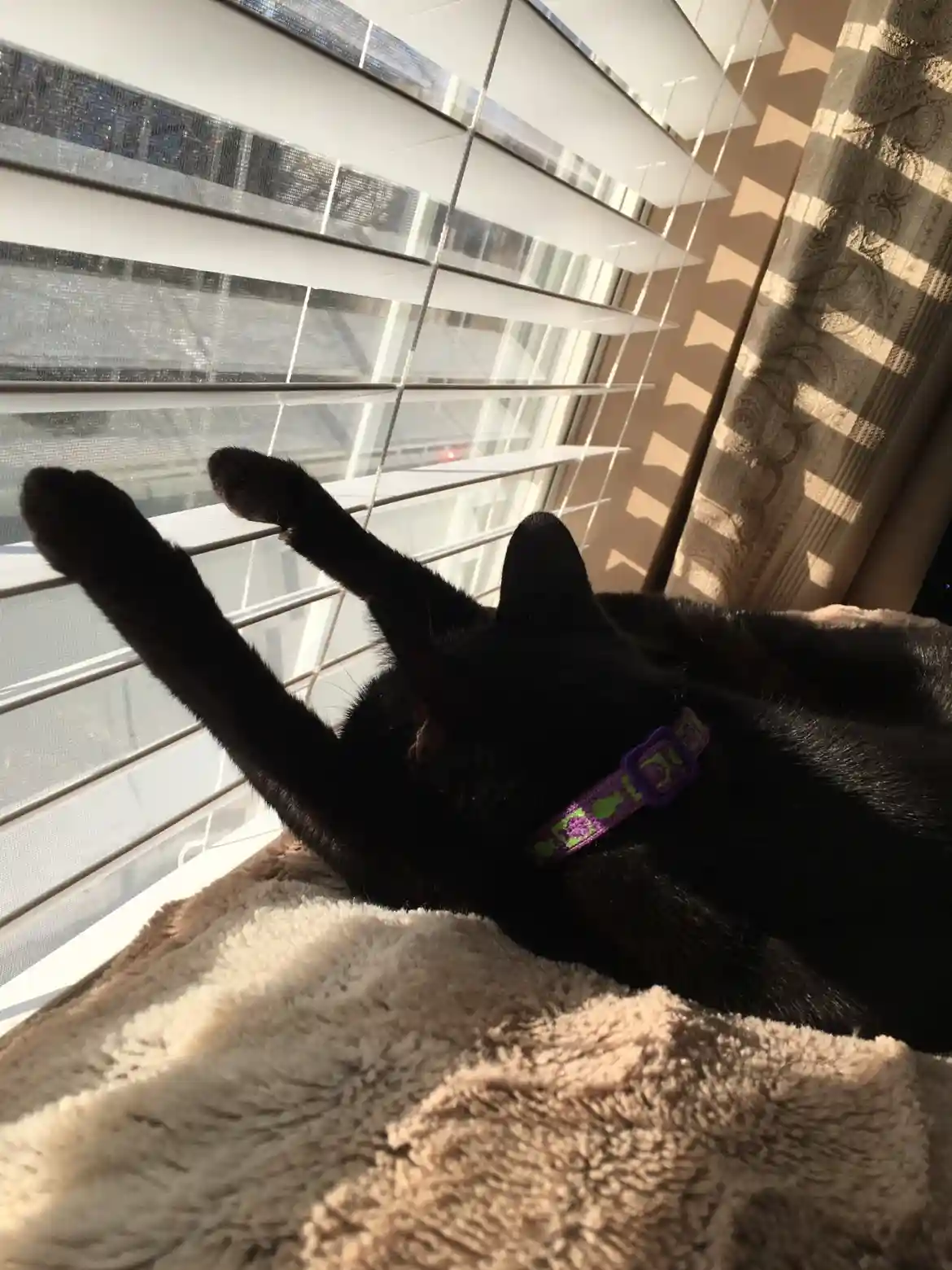 A black cat lies on a fluffy beige blanket near a window with white blinds, stretching its front paws upward toward the…