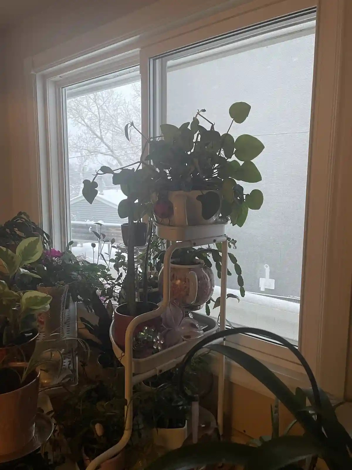 A photo shows a windowsill filled with numerous houseplants in various pots, including one on a white tiered stand. The top…