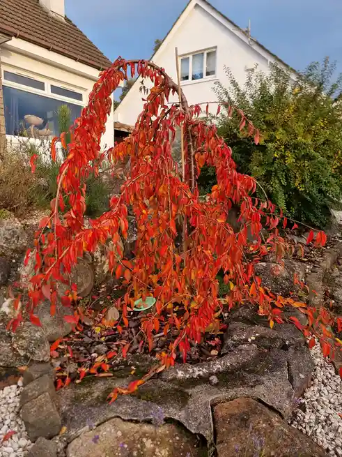 Check out my stunning weeping cherry blossom in full bloom!