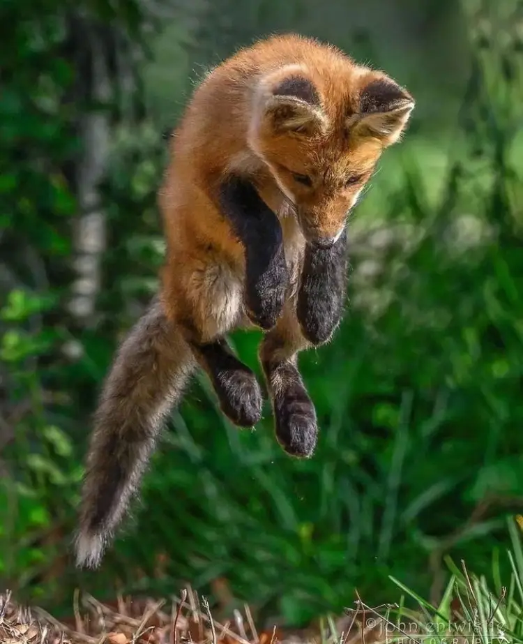 A red fox is captured mid-air, frozen in a dynamic leap with all four paws dangling and its body arched, set against a…