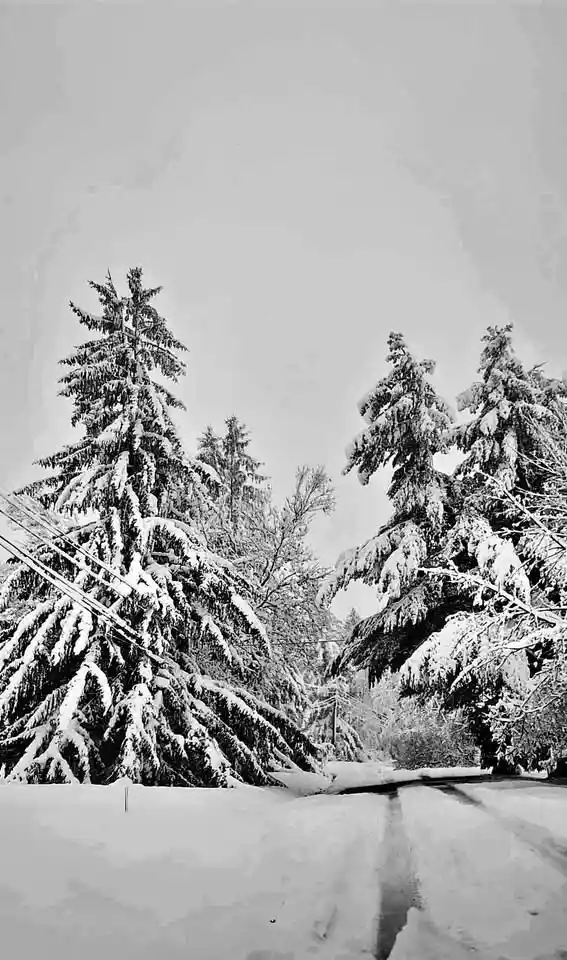 The magical moment when the first snow blankets the ground for the season.