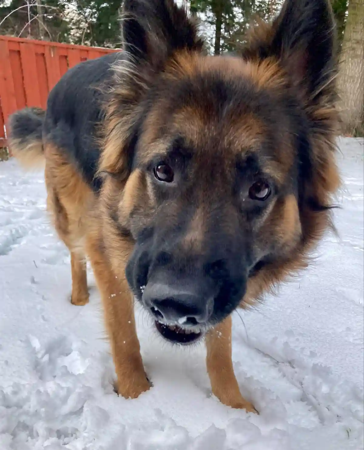 A German Shepherd dog with black and tan fur stands in deep snow, looking directly at the camera with a slightly sad or…