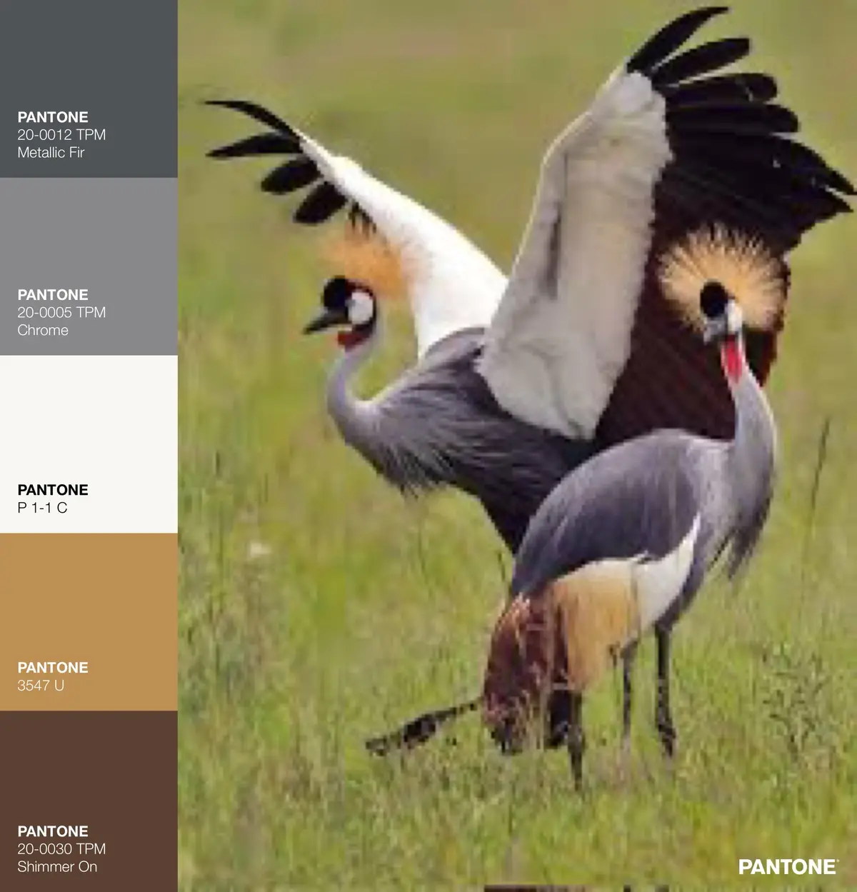Two crowned cranes are shown in a grassy field, one with wings spread wide and the other standing still, with a Pantone…