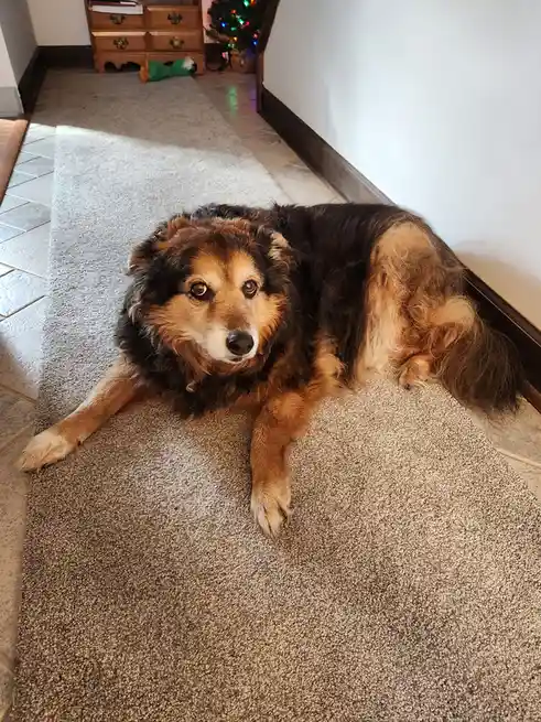 Daily Dose of Peanut the Dog - Day 1565