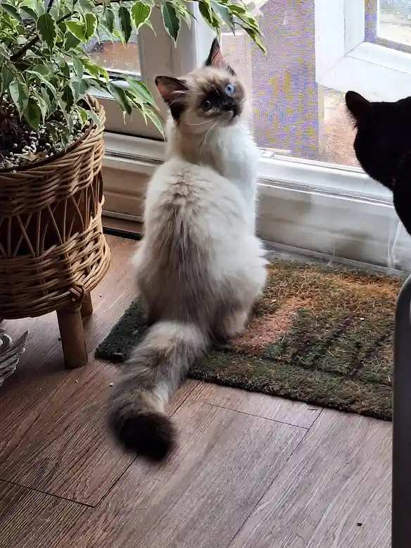 Adorable Kitties Galore!