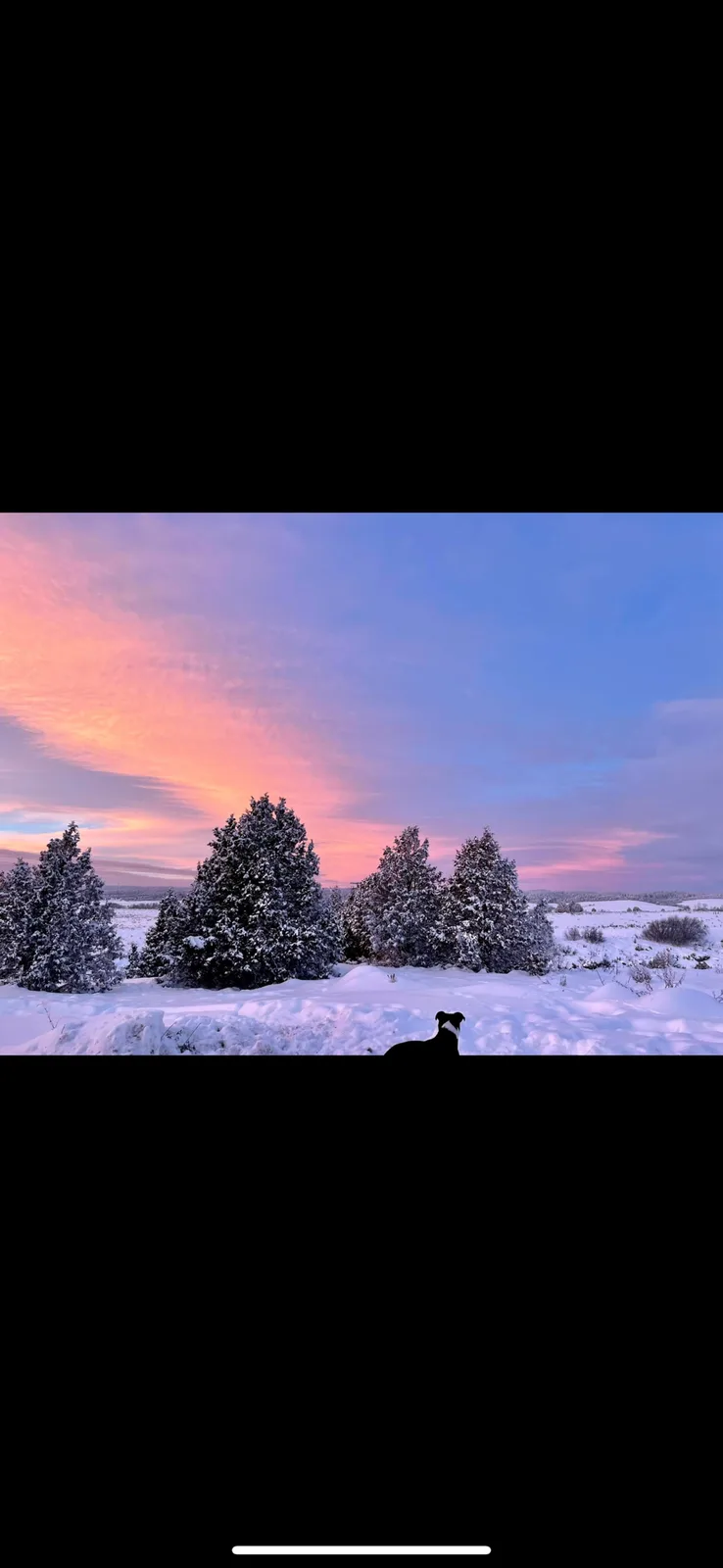 A black-and-white dog sits in the snow, silhouetted against a vibrant pink and blue winter sunset behind snow-covered…
