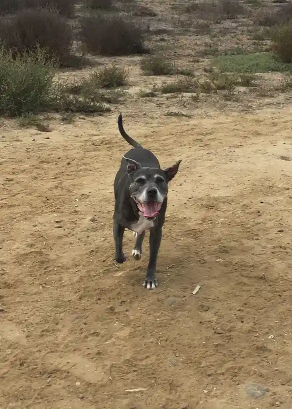 Meet Bebe: The Adorable Star of the Show