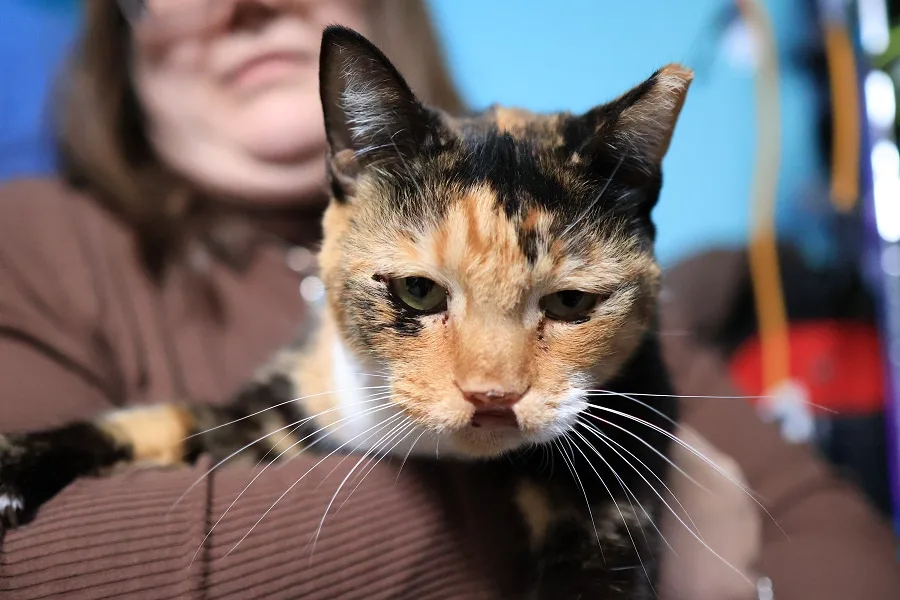 A close-up photo of a calico cat with a visibly sad, downturned expression, being held by a person in a brown shirt. The…