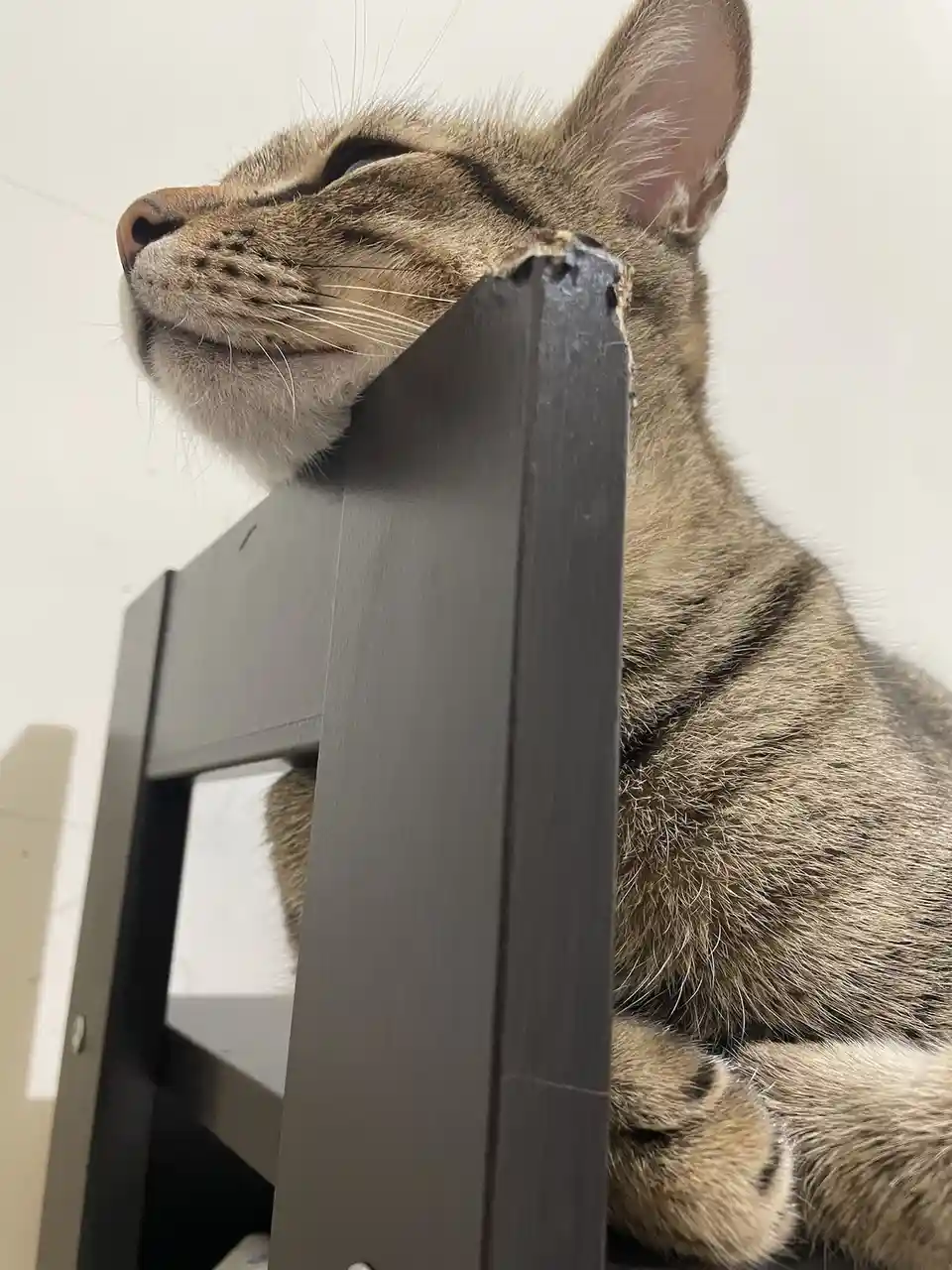 Just a cute cat!