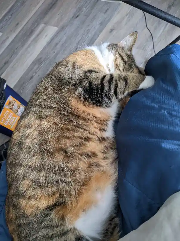 A calico cat with brown, black, and white fur is curled up sleeping on a blue blanket on a wooden floor. A box of 'Cat…