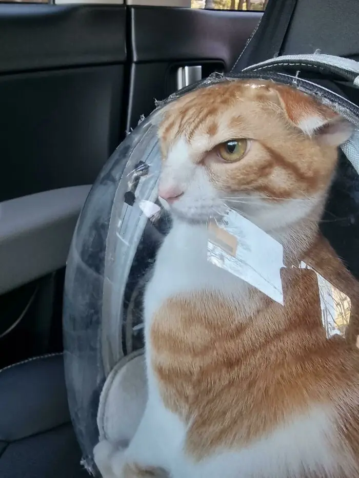 An orange and white tabby cat sits inside a transparent, bubble-like astronaut helmet strapped to a car seat, looking…