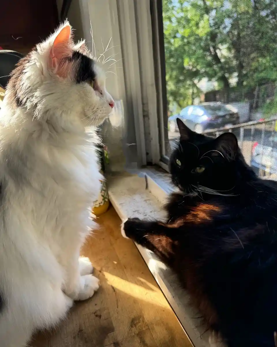 Two cats sit on a windowsill; a fluffy white and black cat looks out the screen door while a black cat with green eyes…