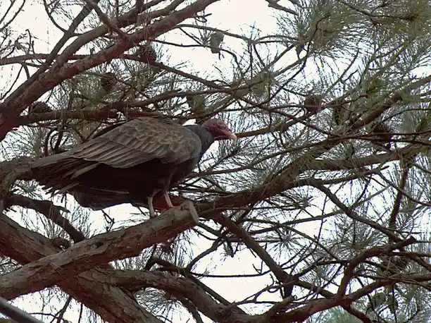 A turkey vulture perched on a pine tree branch, surrounded by pine needles and cones, with overlaid text reading 'i'm not a…