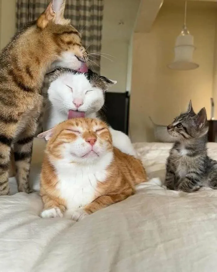 Four cats are on a bed; a tabby cat licks a white cat's head, while an orange tabby cat sits blissfully in front with eyes…