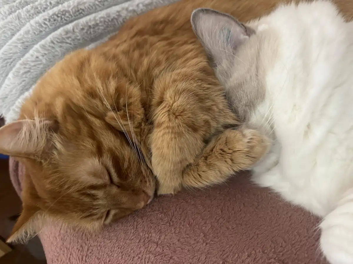 Two cats are curled up sleeping together on a soft pink blanket, one ginger and one white with grey markings. The ginger cat…